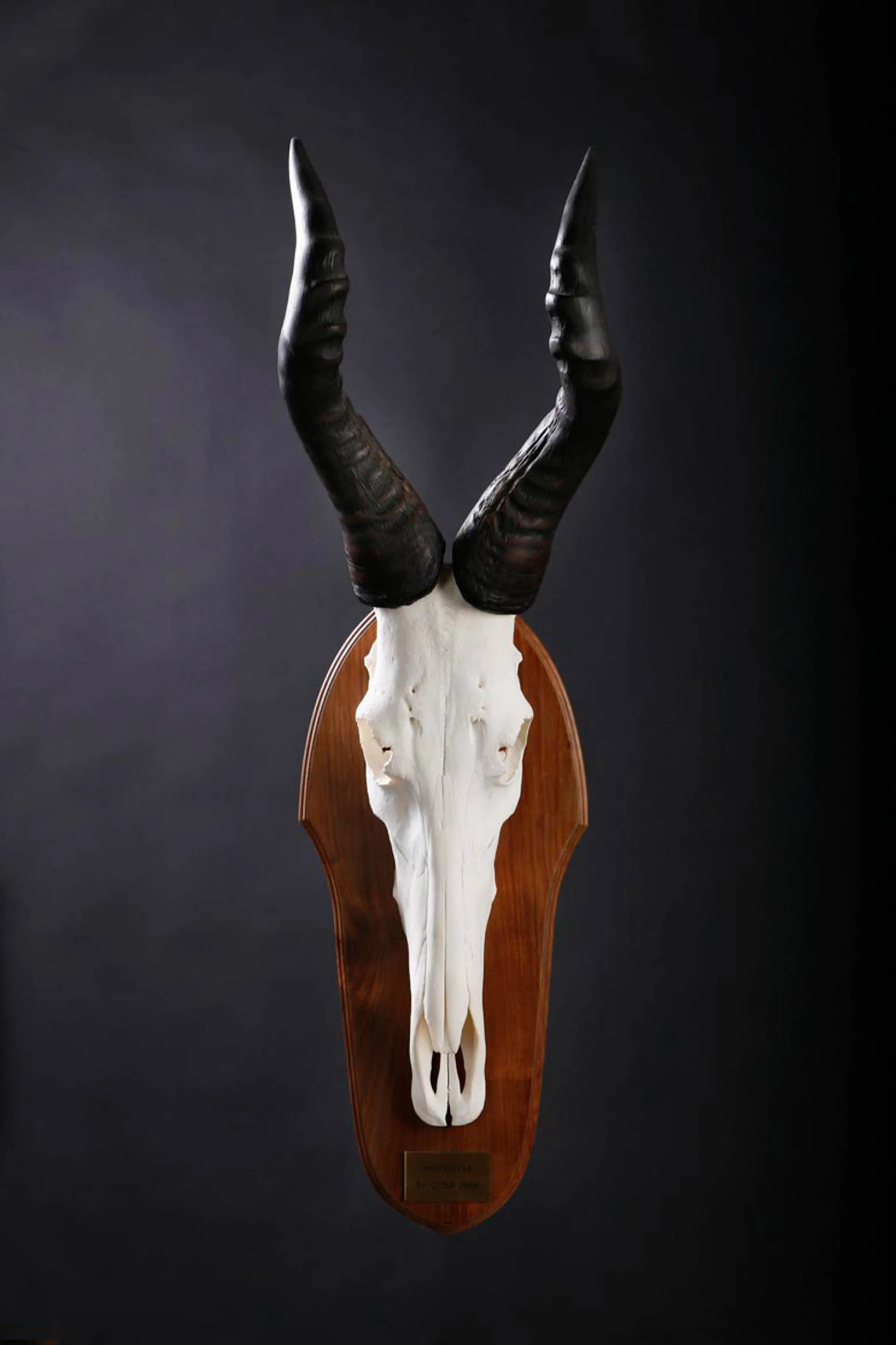 Red Hartbeest Skull Skull Mount — Highveld Taxidermists